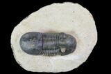 Paralejurus Trilobite Fossil - Foum Zguid, Morocco #108492-1
